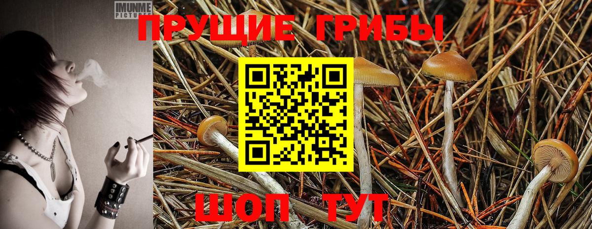Псилоцибиновые грибы Psilocybe Коломна